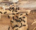 Extermination Rive-Nord extermination de fourmis